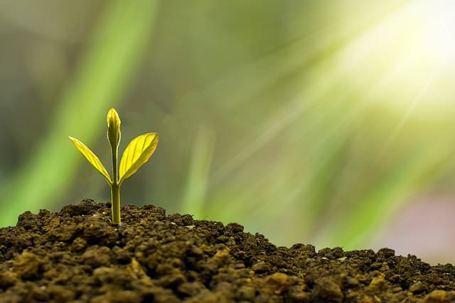 Planta creciendo